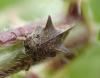 Centrotus cornutus